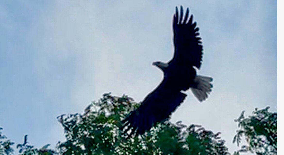 Fishing the Penobscot River in Bangor, Maine: What You Can Catch and When