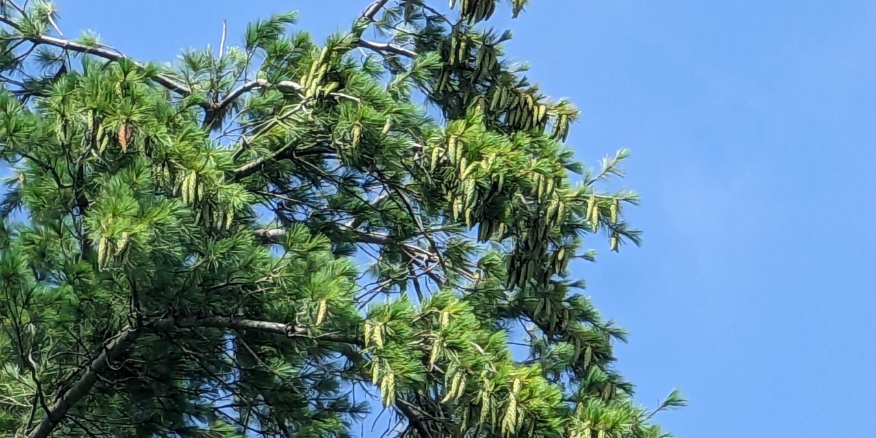 Where to See Bald Eagles on the Penobscot River