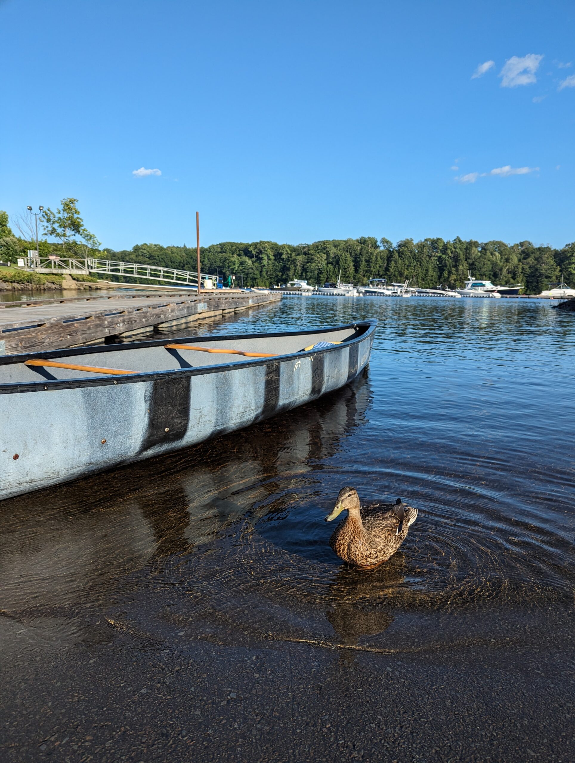 Explore the Penobscot River with canoe rentals from Skyline Maine Adventures in Hampden, Maine. Family-friendly, guided by local experts, and perfect for wildlife sightings and scenic paddles.