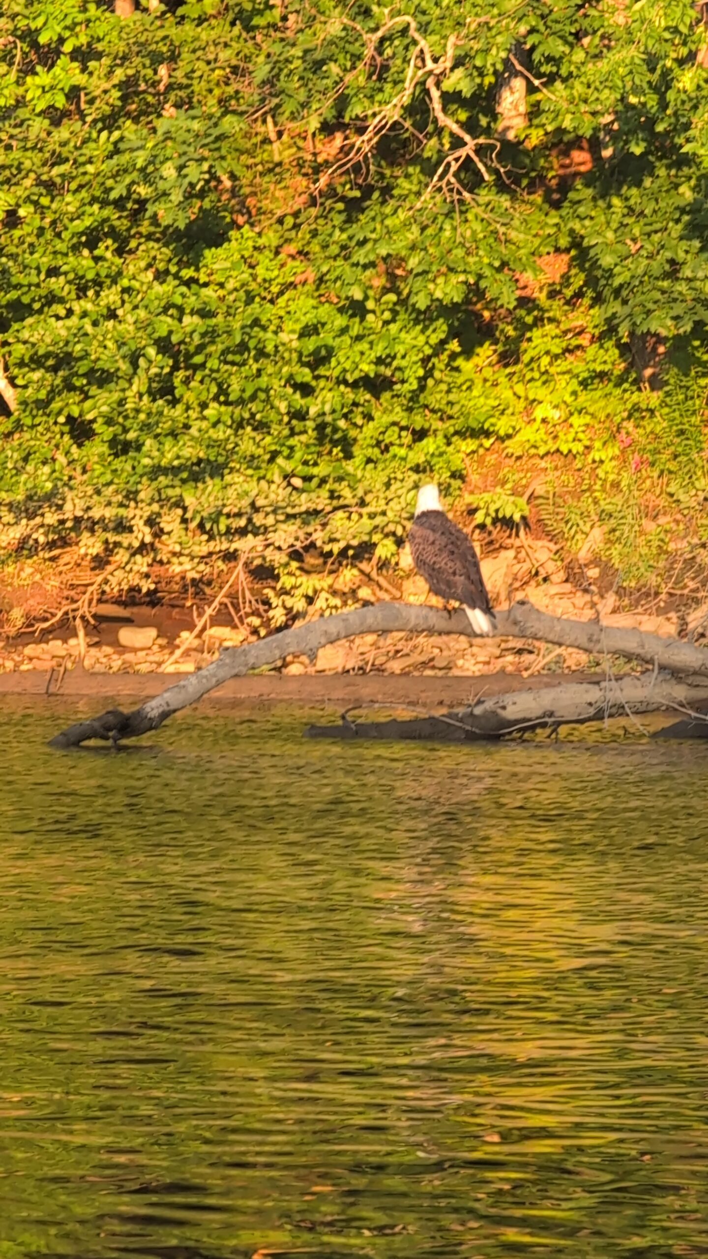 Discover the Best Wildlife Tours in Bangor, Maine